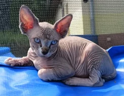 Sphynx