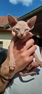 Sphynx