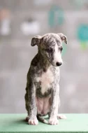 Whippet/vipet