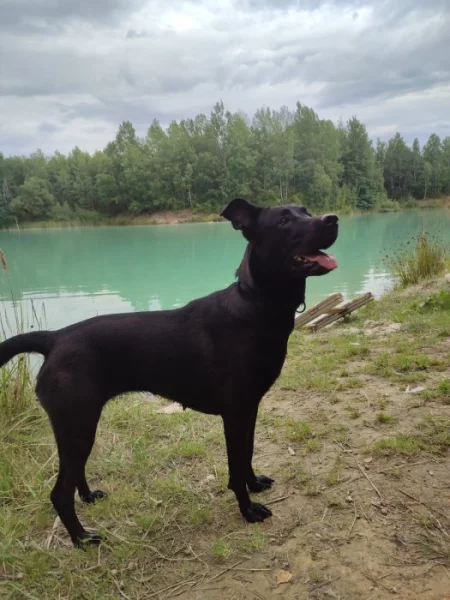 Darují fenku do dobrych rukou