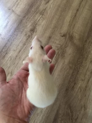 Daruji mláďata potkanů