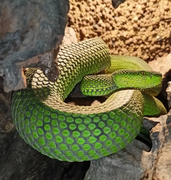 Trimeresurus purpureomaculatus - Medan, Sumatra - 1,1 NZ 7/2024