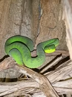 Trimeresurus purpureomaculatus - Medan, Sumatra - 1,1 NZ 7/2024