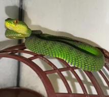 Trimeresurus purpureomaculatus - Medan, Sumatra - 1,1 NZ 7/2024