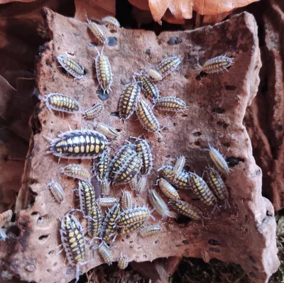 Porcellio haasi yellow