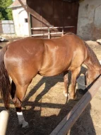 QH valach