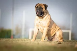 Bulmastif bullmastiff bullmastif bulmastif bulmastiv