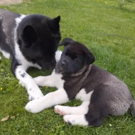 Americká a japonský akita Inu štěňátka s PP