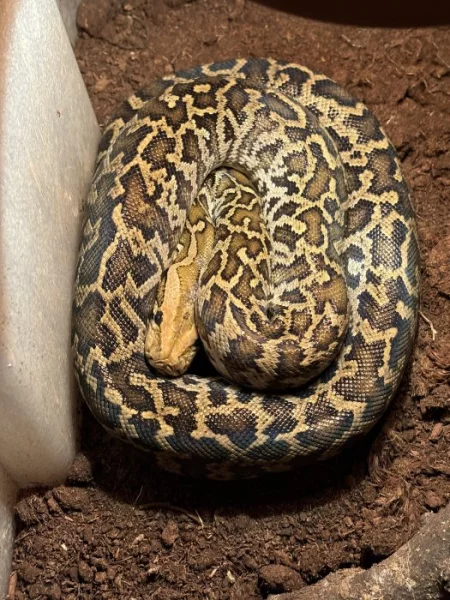 Krajta tmavá - Python bivittatus