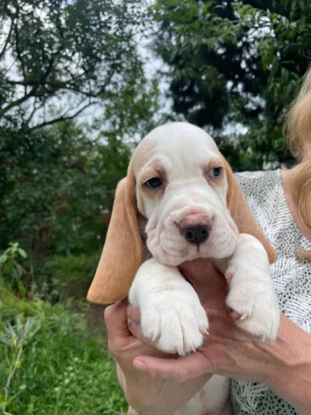 Beagle bicolor pejsek