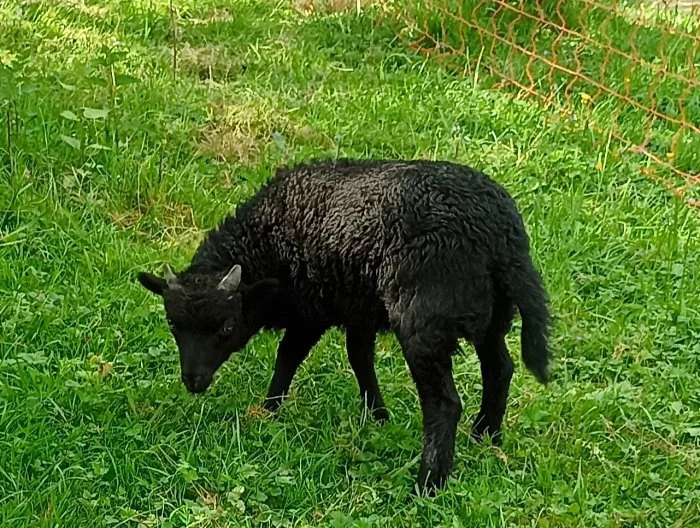 Quessantký beránek - výměna nebo prodej