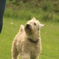 Irish soft coated wheaten teriér