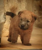 Irish soft coated wheaten teriér