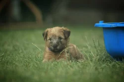 Irish soft coated wheaten teriér