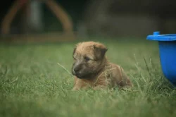 Irish soft coated wheaten teriér