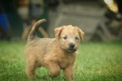 Irish soft coated wheaten teriér