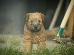 Irish soft coated wheaten teriér