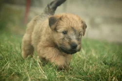 Irish soft coated wheaten teriér