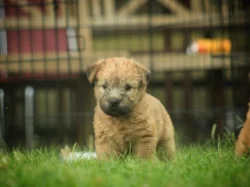 Irish soft coated wheaten teriér