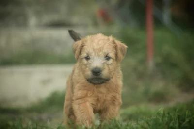 Irish soft coated wheaten teriér