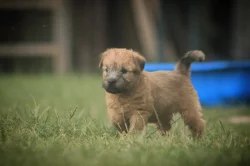 Irish soft coated wheaten teriér