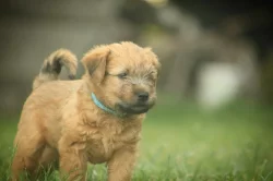 Irish soft coated wheaten teriér