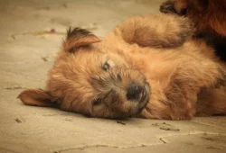 Irish soft coated wheaten teriér