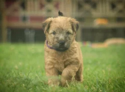 Irish soft coated wheaten teriér