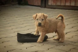 Irish soft coated wheaten teriér