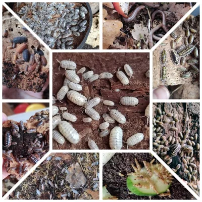 Isopody, mnohonožky, šneci, zlatohlávci