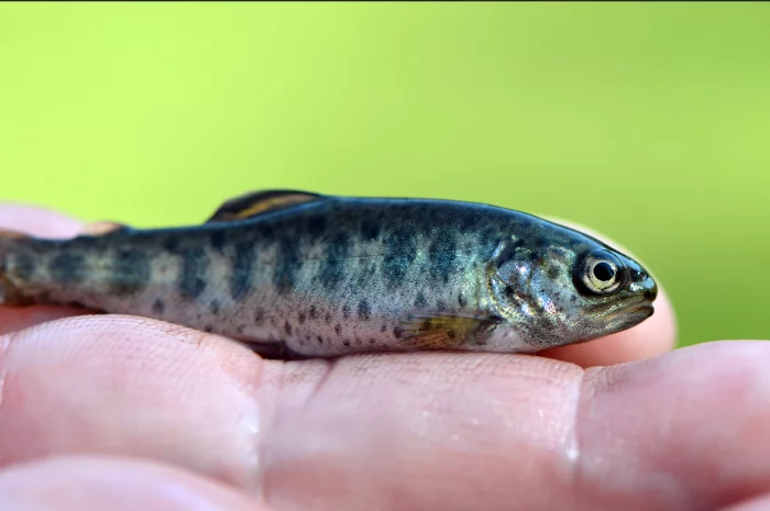 Násada pstruh duhový 6cm, odběh ihned