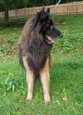 Belgický ovčák -Tervueren-darujeme dospělého psa s PP z našeho chovu nar.3.9.2019