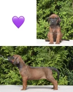 Rhodéský ridgeback