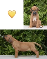 Rhodéský ridgeback