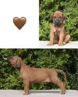 Rhodéský ridgeback