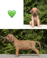 Rhodéský ridgeback