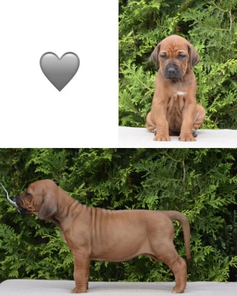 Rhodéský ridgeback