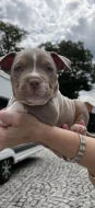 American bully