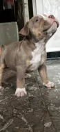 American bully