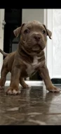 American bully