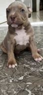 American bully