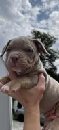 American bully