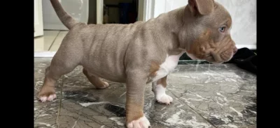 American bully