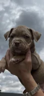 American bully