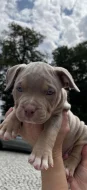 American bully