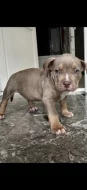 American bully