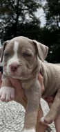 American bully