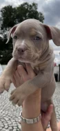 American bully