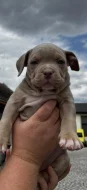 American bully