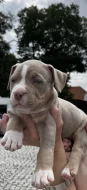 American bully